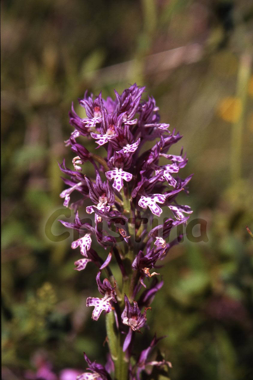 Ibrido: Orchis tridentata x O. ustulata (O. x dietrichiana)